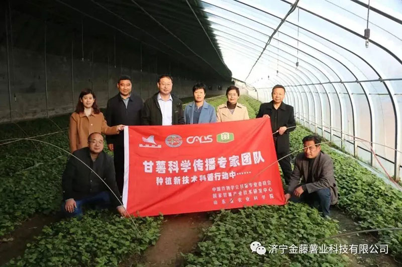 3月15日山東省農(nóng)業(yè)科學(xué)院副院長張立明院長，濟寧市農(nóng)科院國家甘薯體系專家黃成星主任到金藤公司指導(dǎo)生產(chǎn)