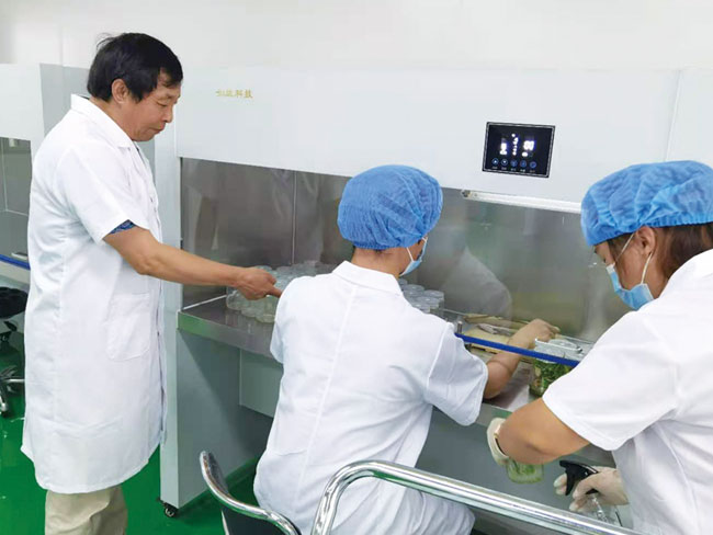 中國農(nóng)業(yè)大學(xué)生物學(xué)院齊俊生教授指導(dǎo)試管苗脫毒技術(shù)